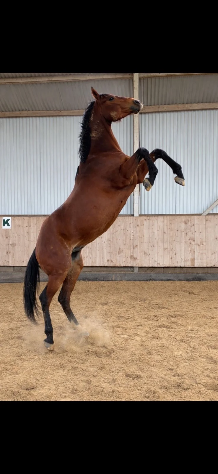 Titelbild von Top Springpferd